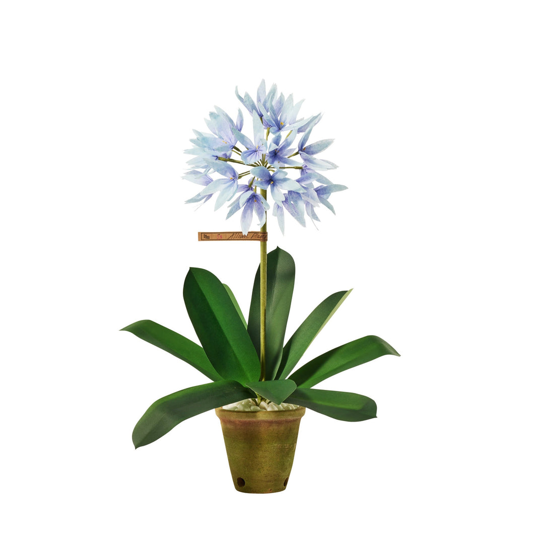 Allium Plant