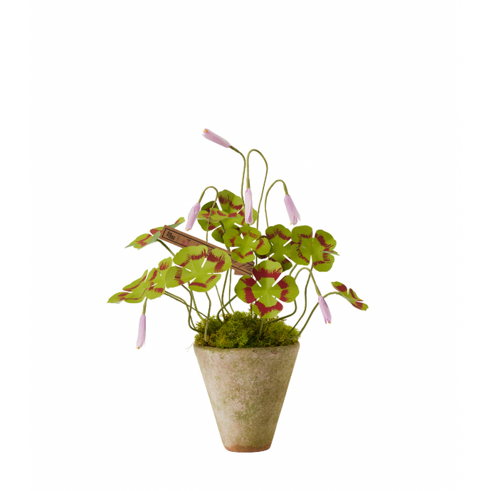 Mini Clover Plant