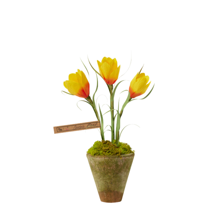 Mini Crocus Plant