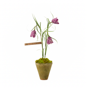 Mini Frittilaria Plum Plant