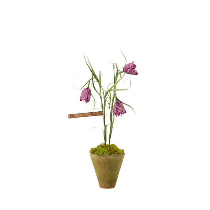 Mini Frittilaria Plum Plant