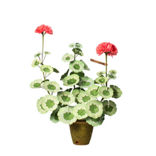 Load image into Gallery viewer, Geranium White Leaf Plant