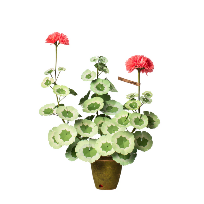 Geranium Salmon Leaf Plant
