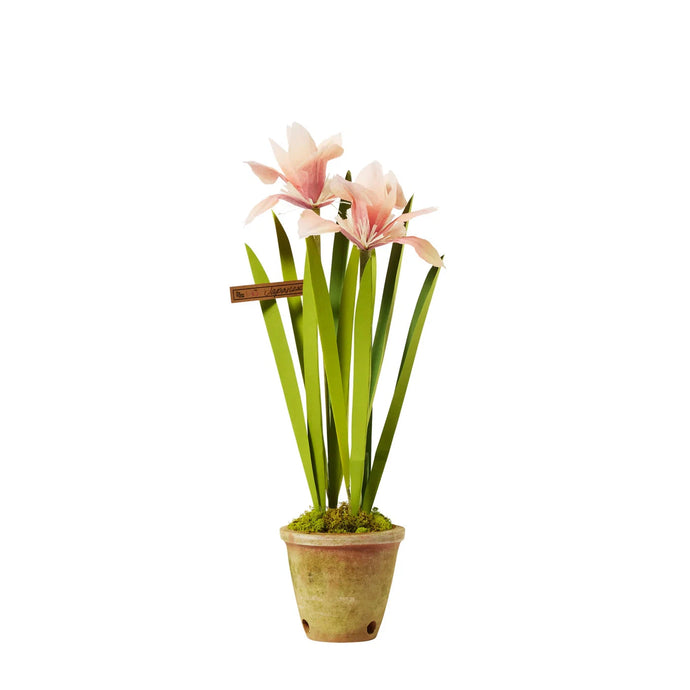 Japanese Iris Plant