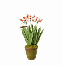 Load image into Gallery viewer, Jonquil Plant