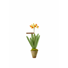 Load image into Gallery viewer, Jonquil Plant