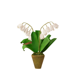 Mini Lily of the Valley Plant