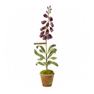 Persian Frittilaria Plum Plant
