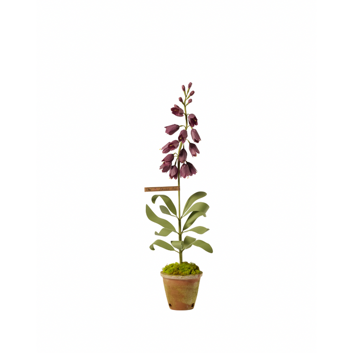 Persian Frittilaria Plum Plant