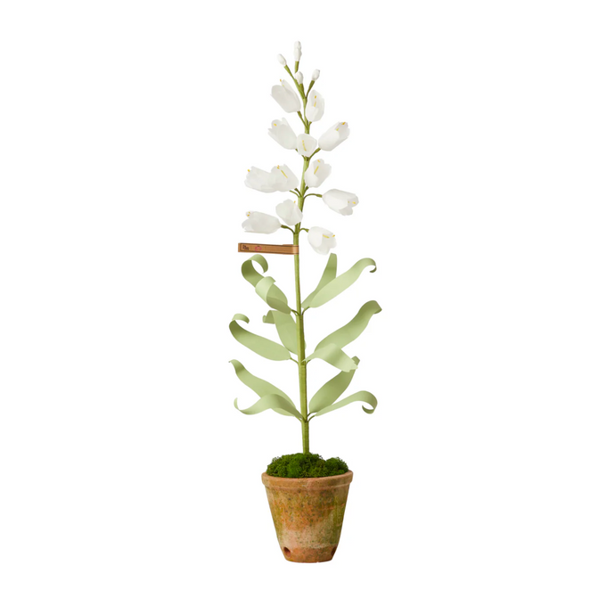 Persian Frittilaria White Plant