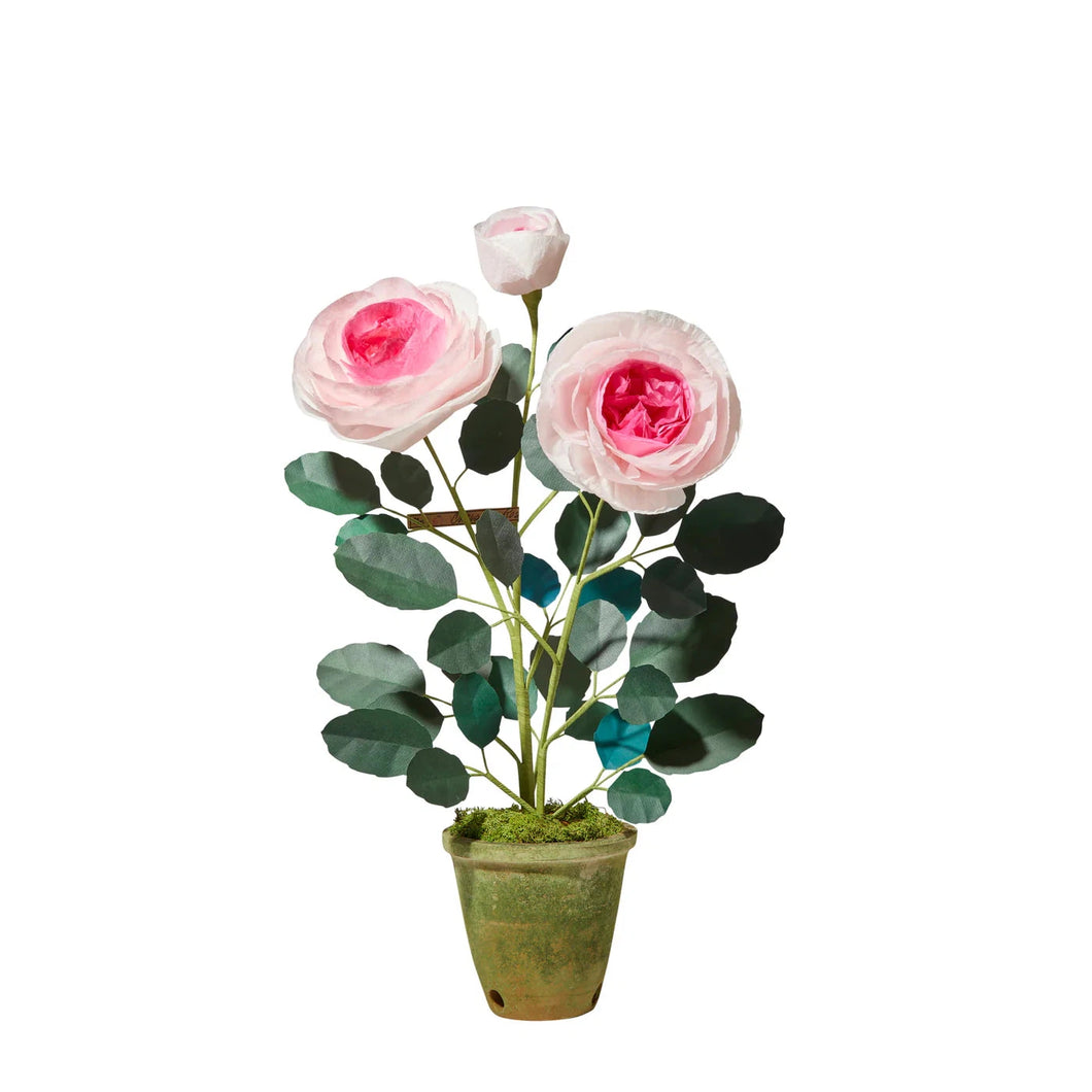 Chevalier Rose Plant