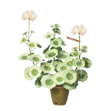 Load image into Gallery viewer, Geranium White Leaf Plant