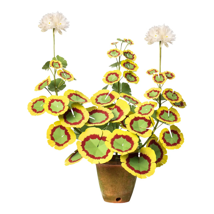 Two-tone Geranium Large Plant